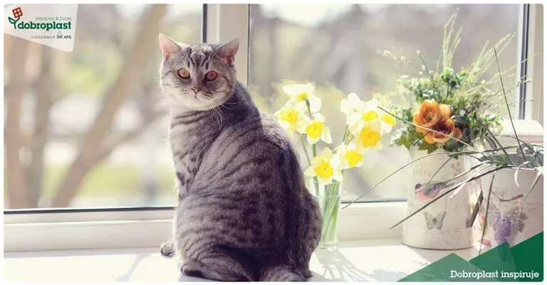 Kot siedzący przy oknie PVC Ursynów
