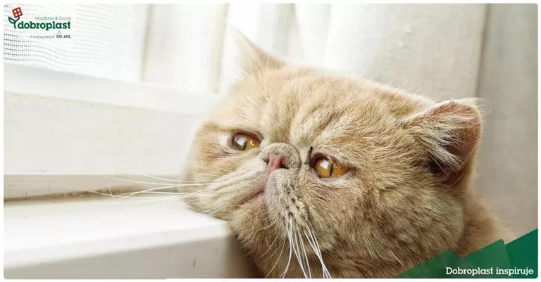 Rudy kot wpatrzony w szybę okna PCV Nieporęt